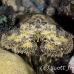lobster_slipper_3fw_lc_h_0291_cay0413.jpg